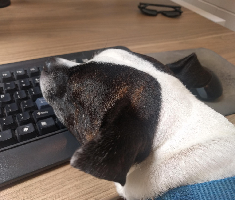 Picture of a dog with its head resting on a keyboard